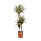 Kamerplant Dracaena Bicolor Ø21cm 120cm