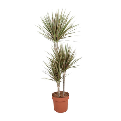 Kamerplant Dracaena Bicolor Ø21cm 120cm