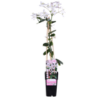 Clematis armandii Apple Blossom klimplant 65cm roze