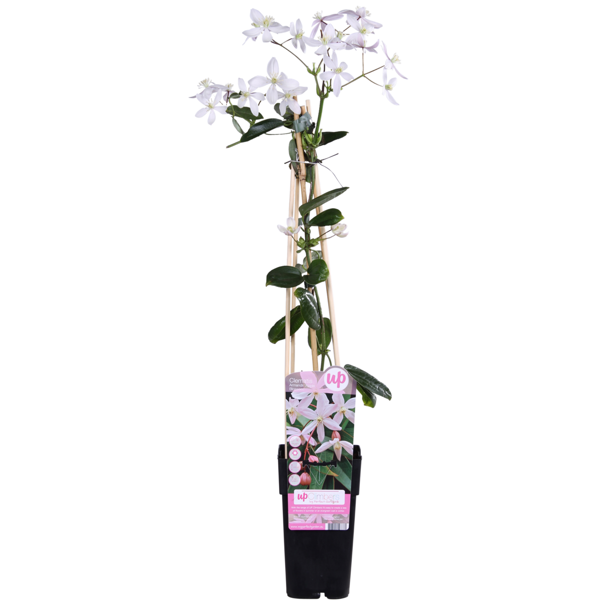 Clematis armandii Apple Blossom - Groenblijvende Clematis Lichtroze - Ø15cm - ↕65cm