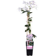 Clematis armandii Apple Blossom klimplant 65cm roze