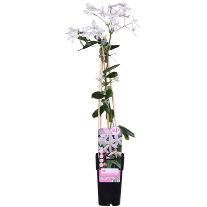 Clematis armandii Apple Blossom - Groenblijvende Clematis Lichtroze - Ø15cm - ↕65cm