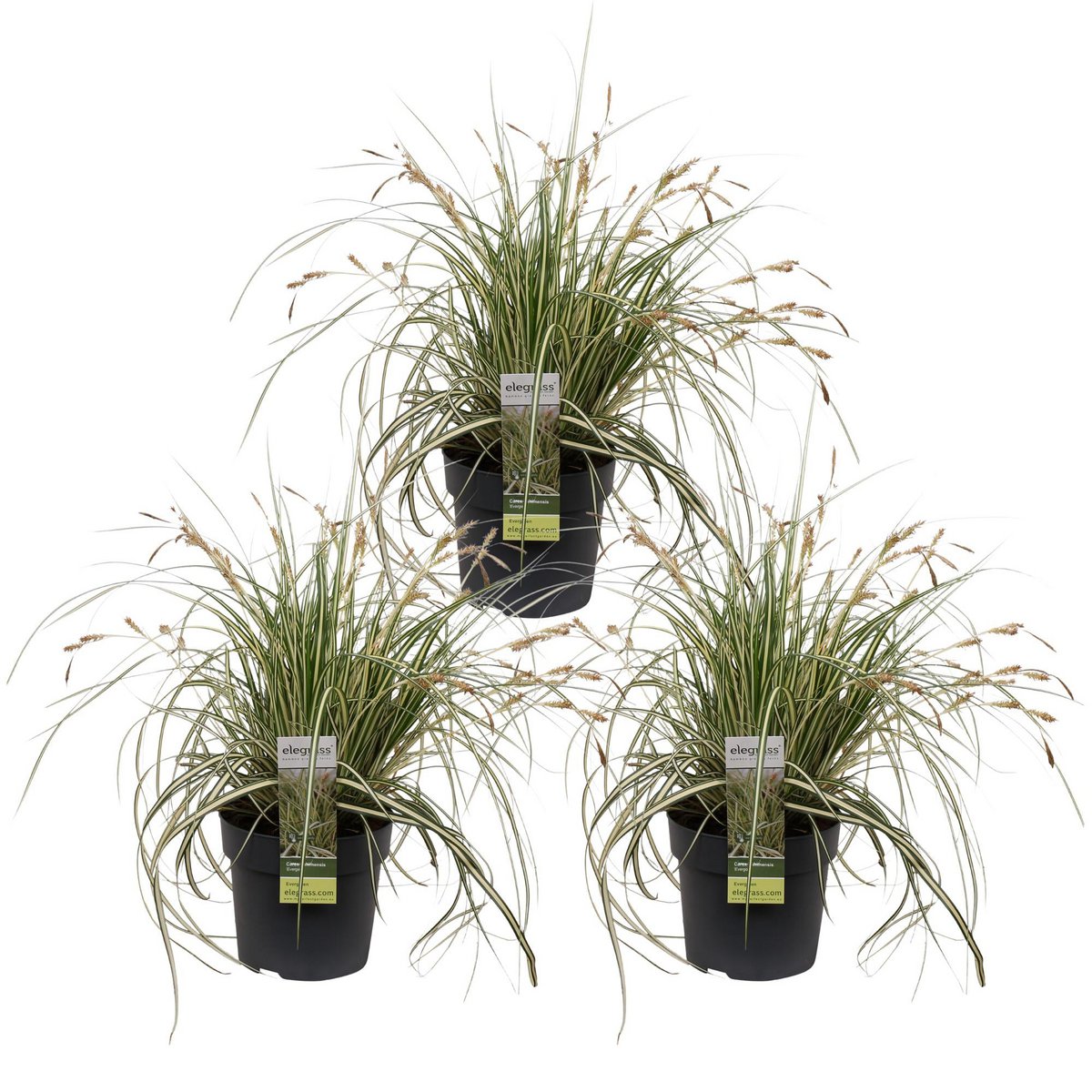 3x - Carex Hachijeensis 'Evergold' - ↨30cm - Ø14