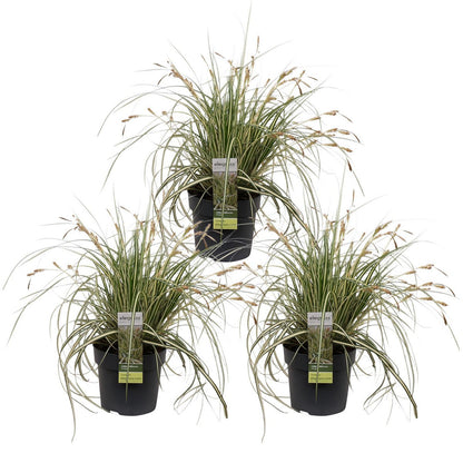 3x - Carex Hachijeensis 'Evergold' - ↨30cm - Ø14