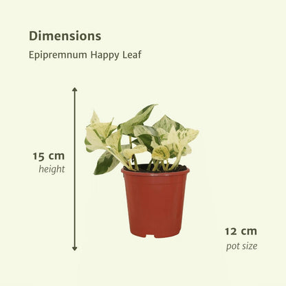 Kamerplant Epipremnum Happy Leaf ø12cm ↕15cm