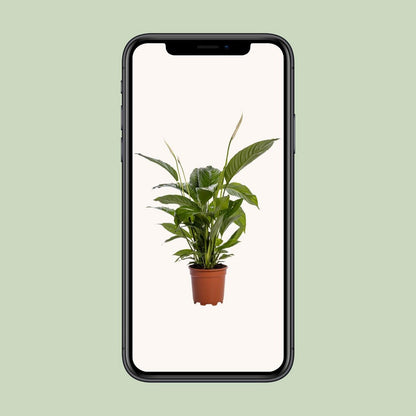 Spathiphyllum Bingo Cupido kamerplant Ø19cm ↕80cm