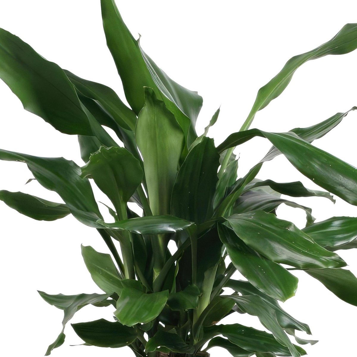 Dracaena geurstudnerer Green - ↨55cm - Ø17cm