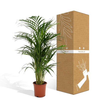 Kamerplant Areca Palm Ø21x110 cm