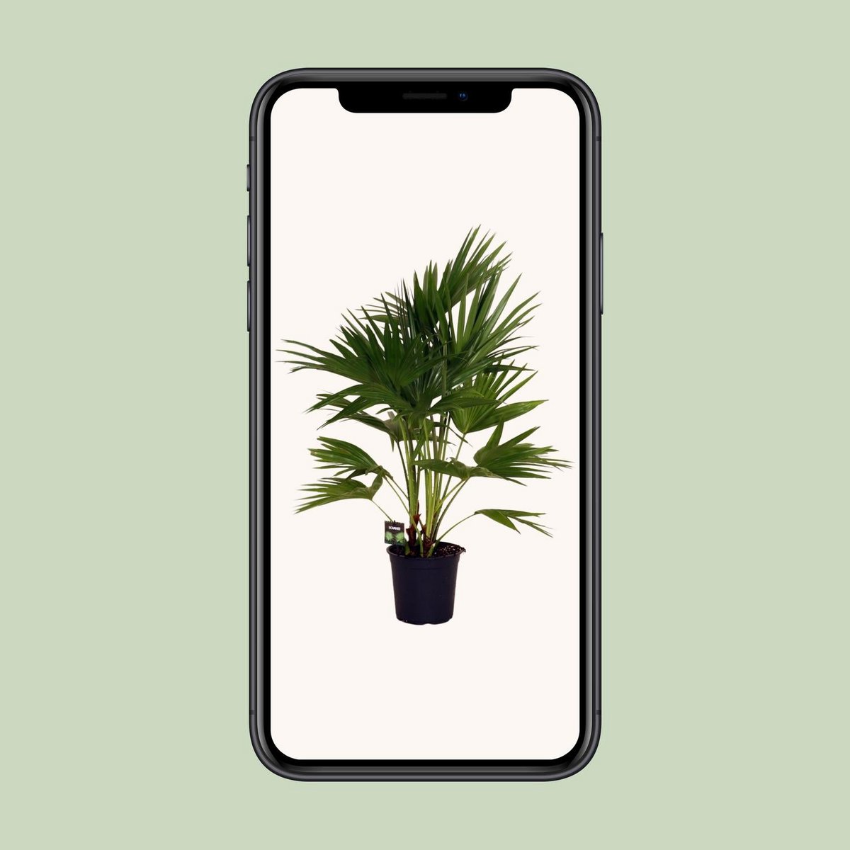 Livistona Chinensis kamerplant 100 cm potmaat 24 cm