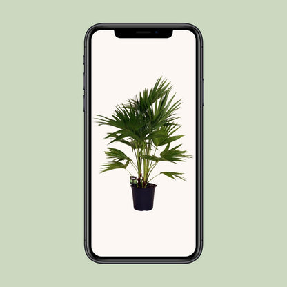 Livistona Chinensis kamerplant 100 cm potmaat 24 cm