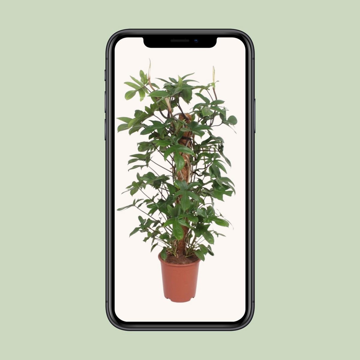 Philodendron Pedatum kamerplant 130 cm potmaat 27 cm