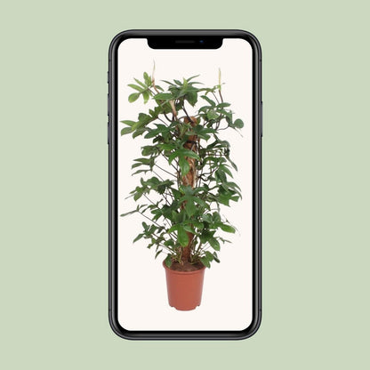 Philodendron Pedatum kamerplant 130 cm potmaat 27 cm