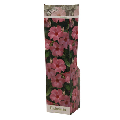 Dipladenia Roze - Ø10,5 cm - ↕30cm