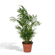 Kamerplant Chamaedorea Elegans Ø17 cm ↕55 cm