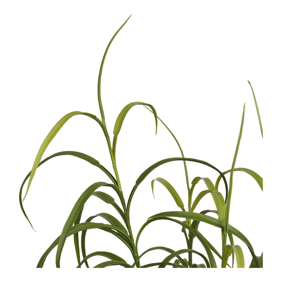 Grasplant, groen, H:68 cm