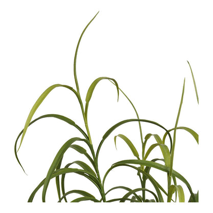 Grasplant, groen, H:68 cm