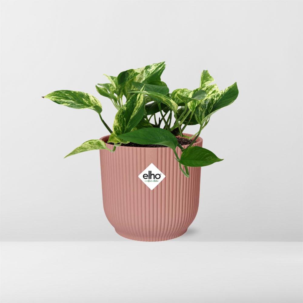 Scindapsus (Epipremnum) Marble Queen in Elho Vibes Fold 14cm Pink