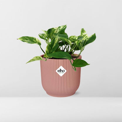 Scindapsus (Epipremnum) Marble Queen in Elho Vibes Fold 14cm Pink