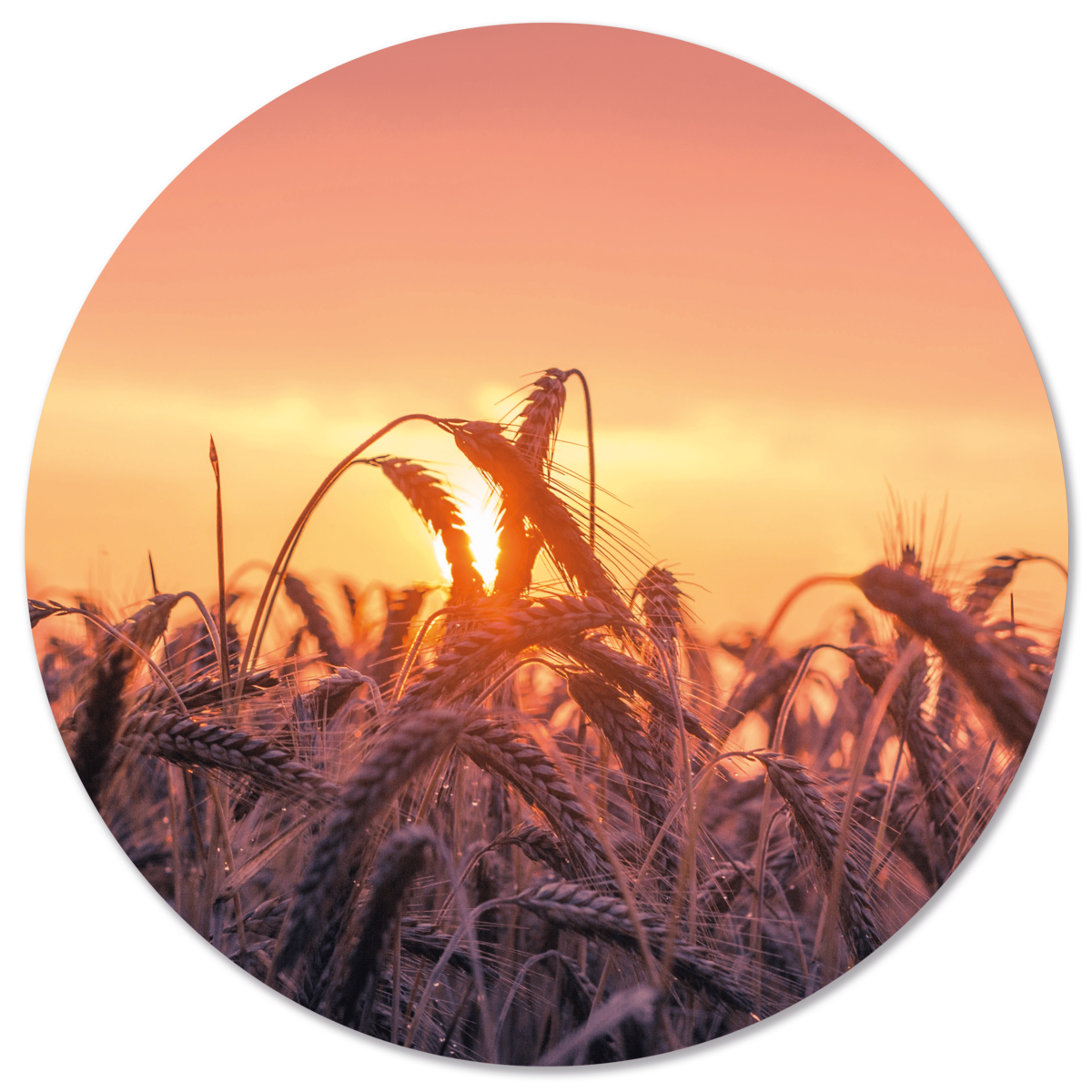Muurcirkel sunset Dibond 60 cm