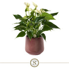 Anthurium White Champion met pot 16 cm burgundy