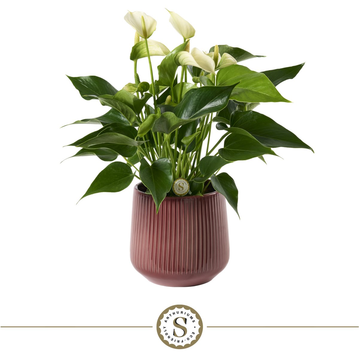 Anthurium White Champion met pot 16 cm burgundy