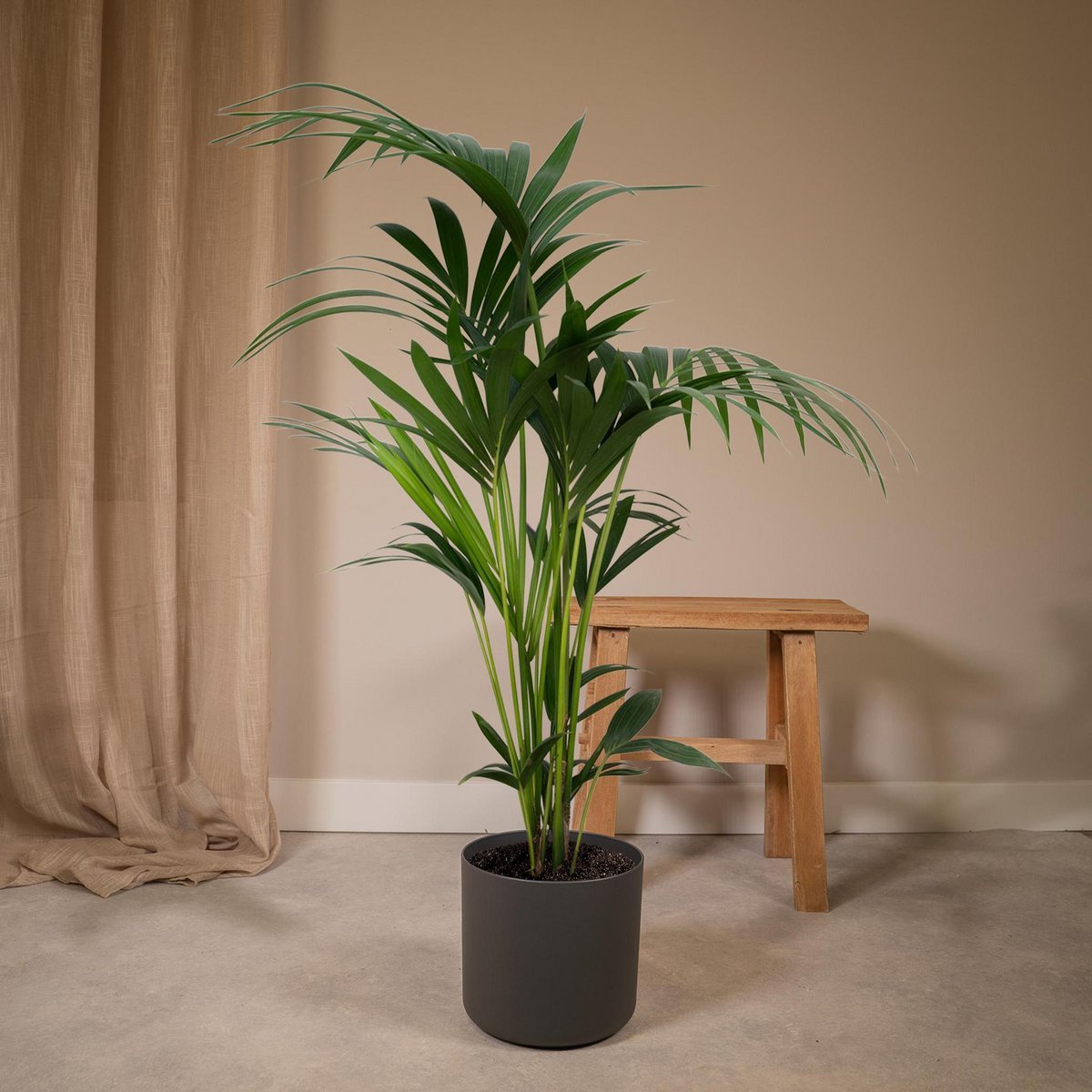 Howea Forsteriana | [P19-H100]