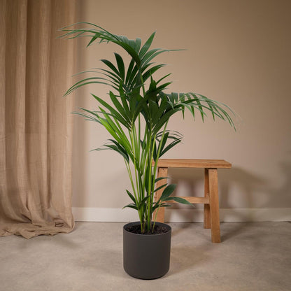 Howea Forsteriana | [P19-H100]