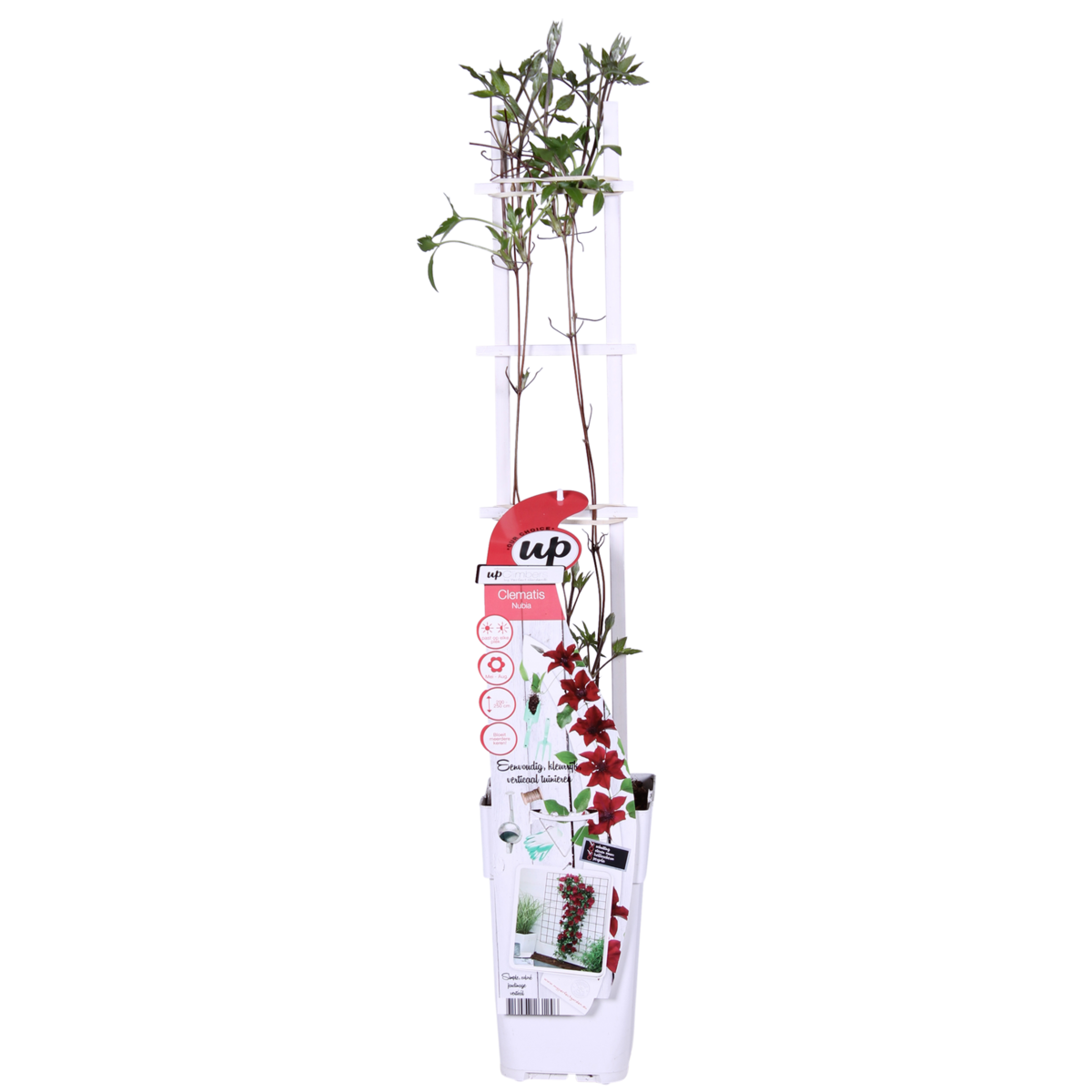 Clematis Nubia - Clematis eVison Red - Ø15cm - ↕65cm - Ø15 - ↨65cm