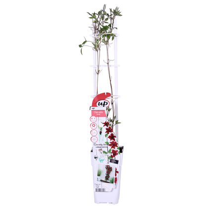 Clematis Nubia - Clematis eVison Red - Ø15cm - ↕65cm - Ø15 - ↨65cm