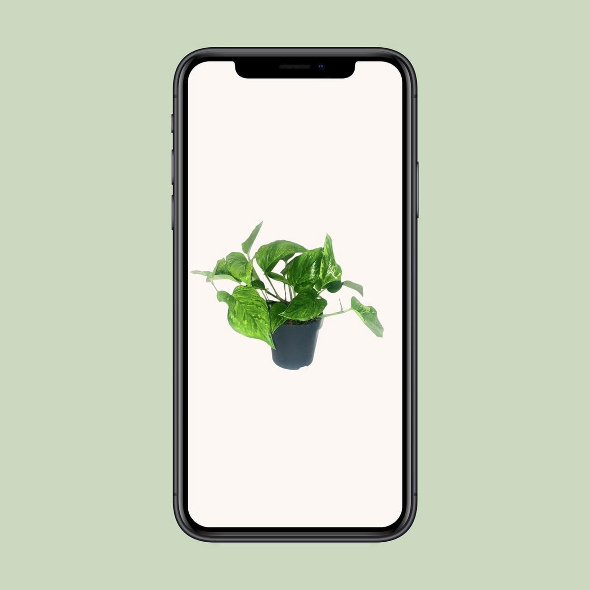 Kamerplant Scindapsus Epipremnum Marble Green Ø12cm