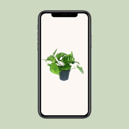 Kamerplant Scindapsus Epipremnum Marble Green Ø12cm