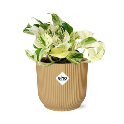 Epipremnum pinnatum Happy Leaf in Elho Vibes Fold 14cm Geel