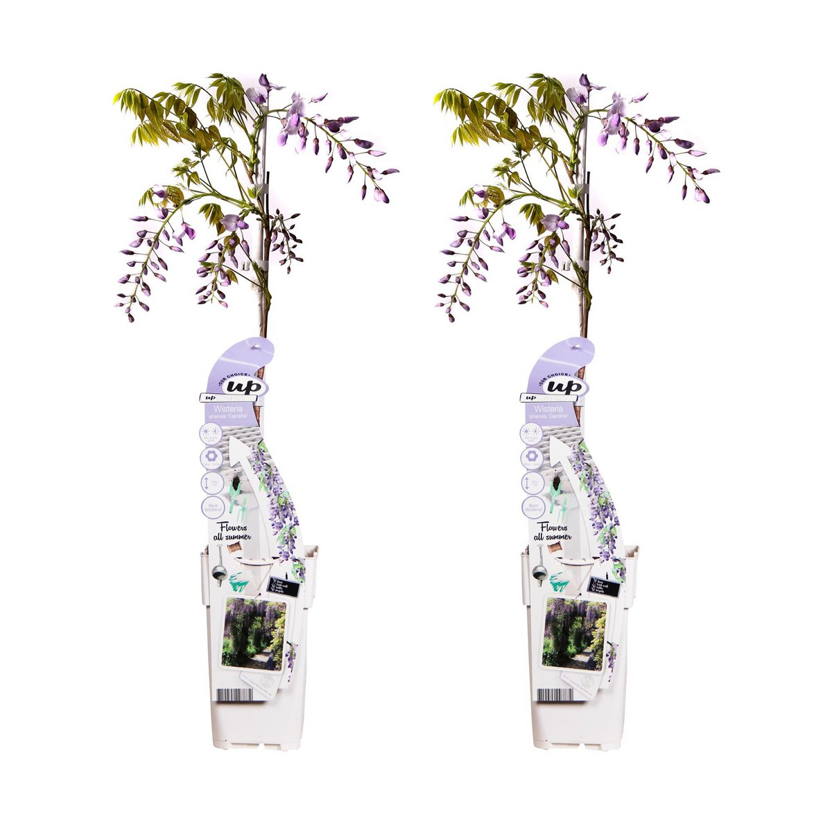 Klimplant Wisteria sinensis Caroline 2 stuks ↨65cm Ø15cm