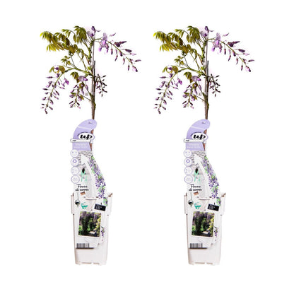Klimplant Wisteria sinensis Caroline 2 stuks ↨65cm Ø15cm