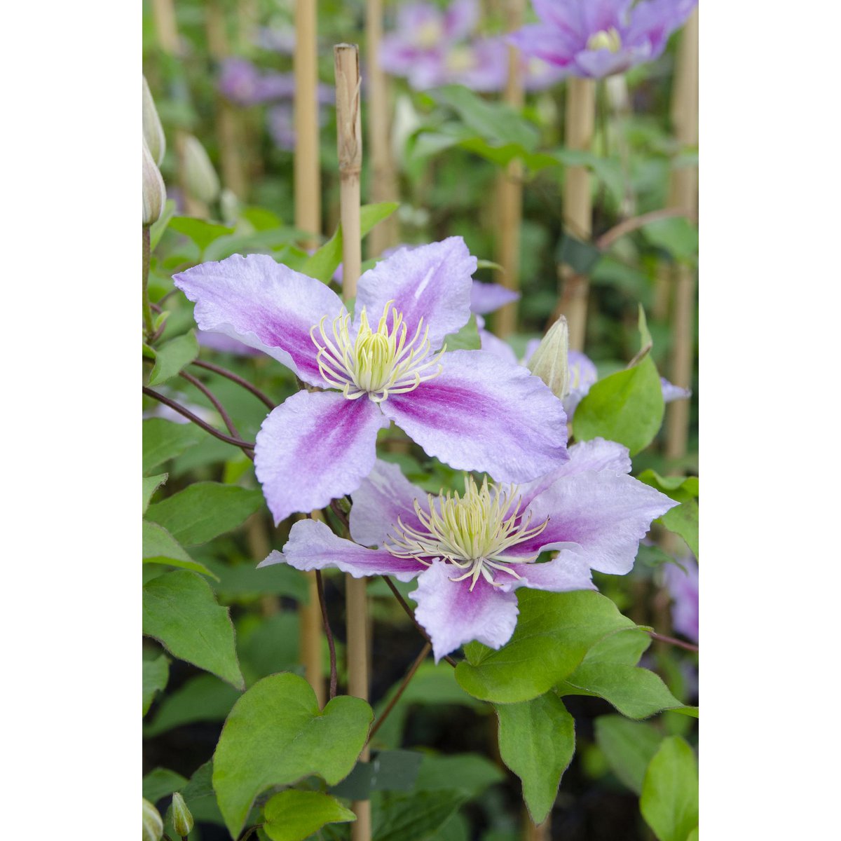 3x - Clematis Peek - ↨65cm - Ø15