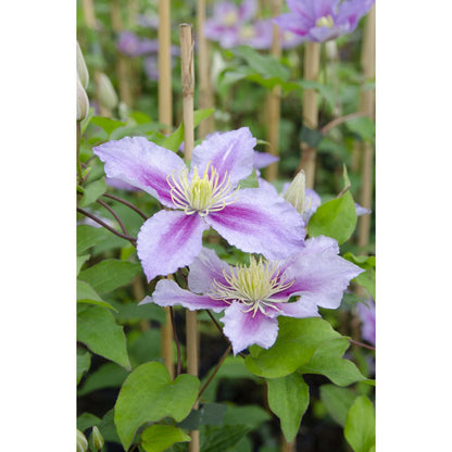 3x - Clematis Peek - ↨65cm - Ø15