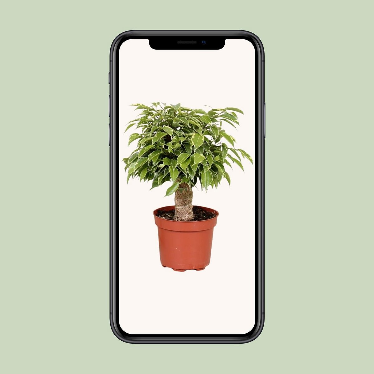 Kamerplant Ficus Benjamina Kinky Ø12cm ↕28cm