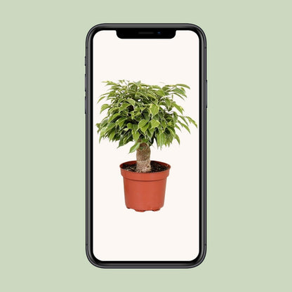 Kamerplant Ficus Benjamina Kinky Ø12cm ↕28cm