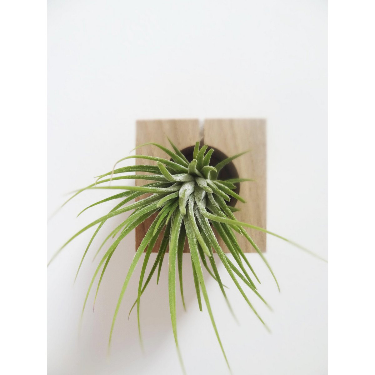 Houten luchtplanthouder kubus 6x6x6 cm licht eiken