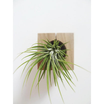 Houten luchtplanthouder kubus 6x6x6 cm licht eiken