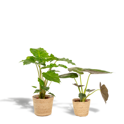 Alocasia Wentii En Portodora Met Selin Mand Set Kwekerijset