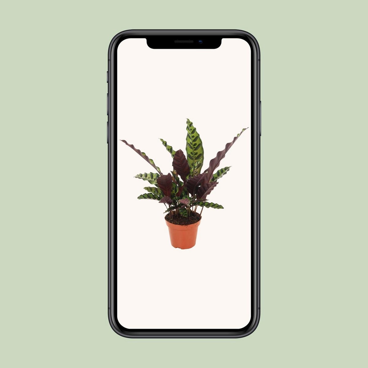 Calathea gemarkeerd - Ø12cm - ↕50 cm