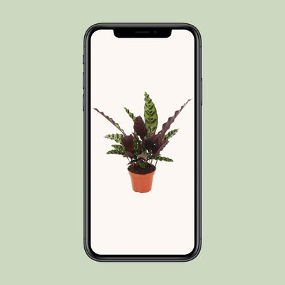 Calathea gemarkeerd - Ø12cm - ↕50 cm
