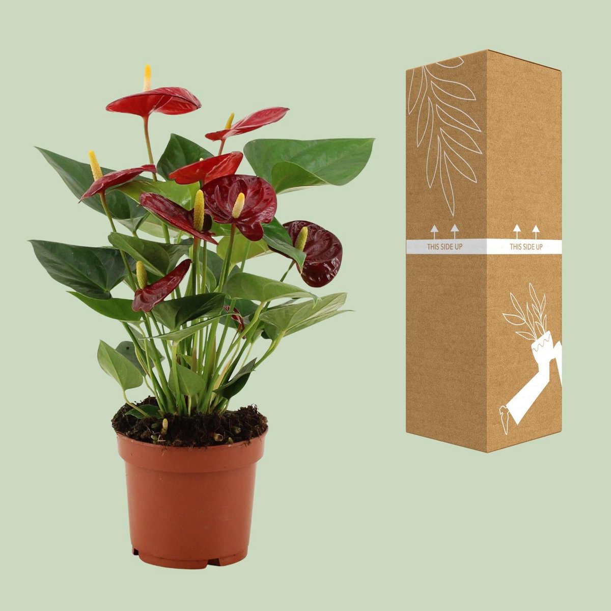 Anthurium calon in transparent sleeve - Ø12cm - ↕36cm