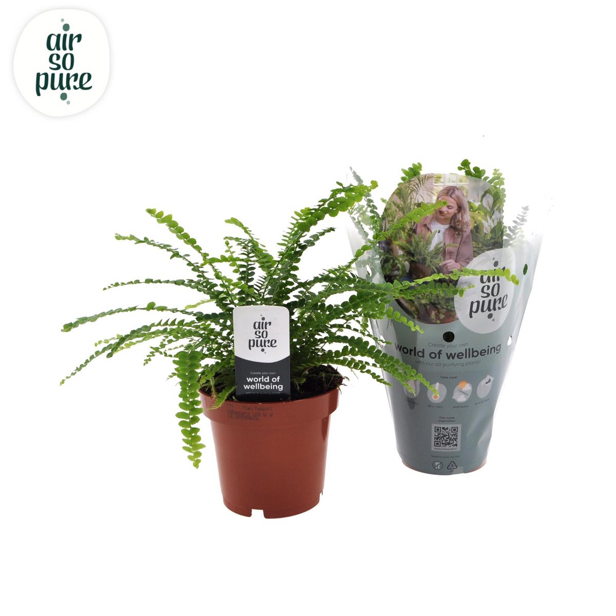 Nephrolepis duffi - Ø12cm - ↕cm