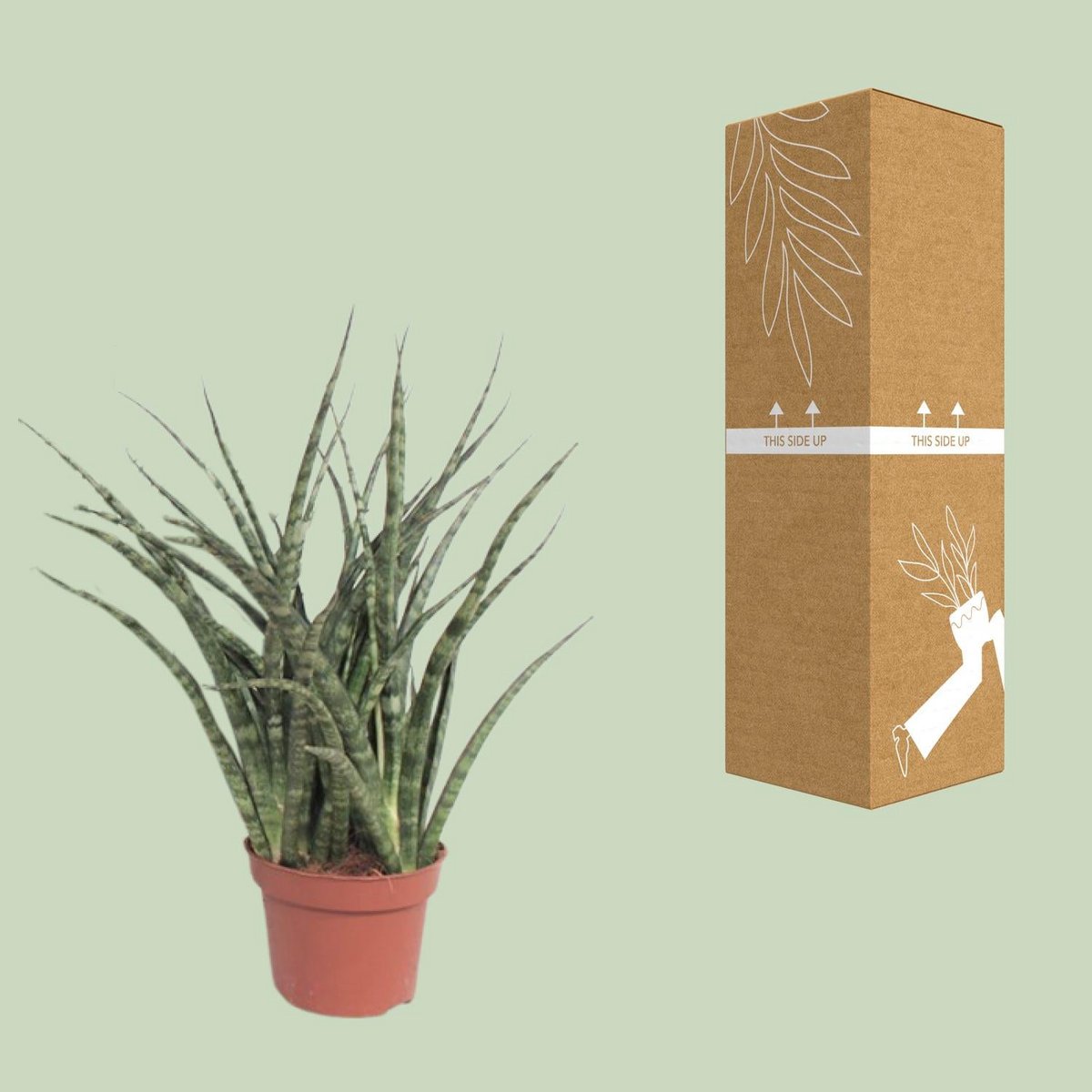 Sansevieria Fernwood Punk kamerplant Ø12cm ↕35cm