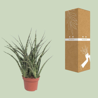 Sansevieria Fernwood Punk kamerplant Ø12cm ↕35cm