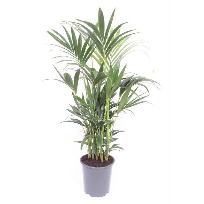 Howea Forsteriana kamerplant 10 per pot