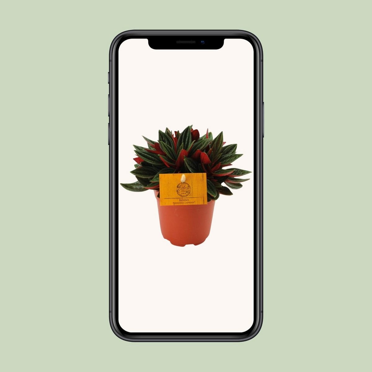 Peperomia Red Caperata Ø11cm ↕15cm