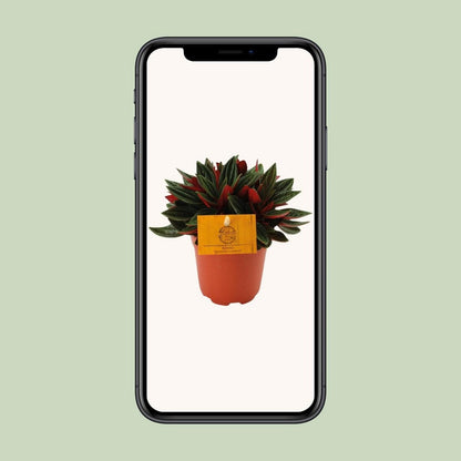 Peperomia Red Caperata Ø11cm ↕15cm